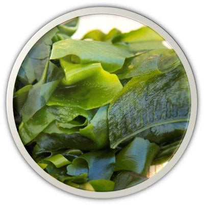 DR.HC Wakame Seaweeds Gel (25g, 0.9oz) (Soothing, Anti-acne, Skin Firming, Hydrating, Skin toning...)-4